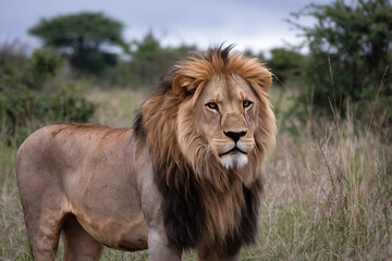 lion in the grass