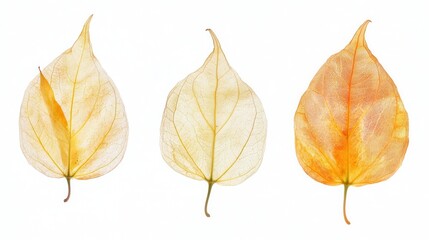 Three distinct leaf types displayed against a clean white background, highlighting their unique shapes and textures in a minimalist composition.