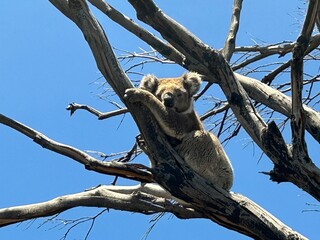 koala in Kangaroo Island, near South Australia, is a nature haven known for wildlife like kangaroos, seals, and koalas, plus rugged cliffs, beaches, Flinders Chase National Park, and Seal Bay.