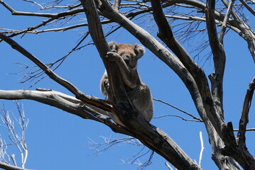 koala in Kangaroo Island, near South Australia, is a nature haven known for wildlife like kangaroos, seals, and koalas, plus rugged cliffs, beaches, Flinders Chase National Park, and Seal Bay.
