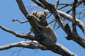 koala in Kangaroo Island, near South Australia, is a nature haven known for wildlife like kangaroos, seals, and koalas, plus rugged cliffs, beaches, Flinders Chase National Park, and Seal Bay.