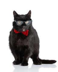 cute pussycat wearing red bow tie and sunglasses