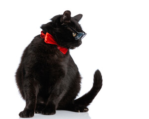 curious cat wearing red bowtie and sunglasses sitting