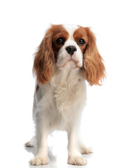 adorable white and brown spaniel dog standing