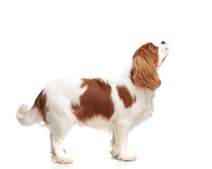 side view of curious spaniel dog looking up