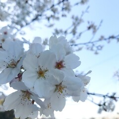 日本で満開の桜の木