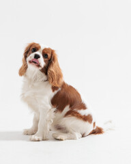 side view of hungry spaniel dog licking its nose