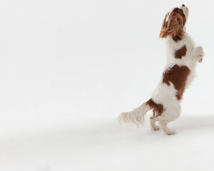 rear view of hungry dog leaping up for food