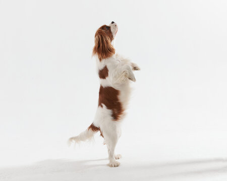 side view of playful dog on two legs looking up