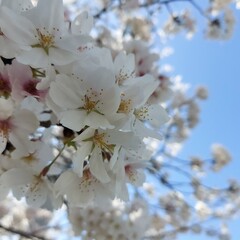 日本で満開の桜の木