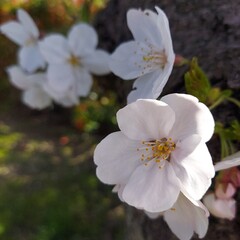 日本で満開の桜の木