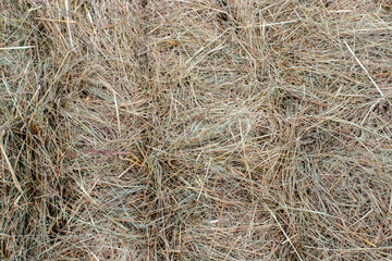 A fragment of hay in a roll - animal feed. Mown hay is rolled into a roll, close-up. View from the end of a roll of cut grass.