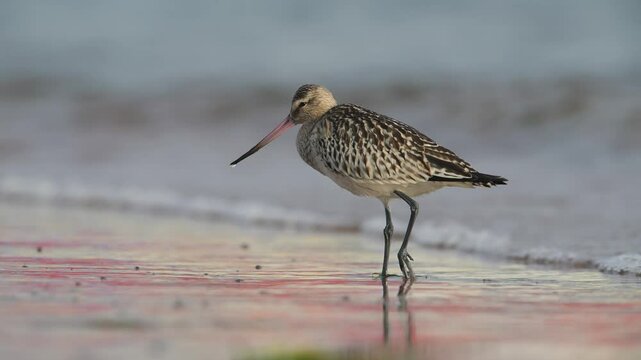 Black-tailed Godwit, Limosa limosa, bird on beach at winter time