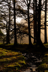 Naklejka premium Stunning atmospheric landscape of sunburst at dawn through trees around Buttermere in Lake District with Fleetwith Pike in background