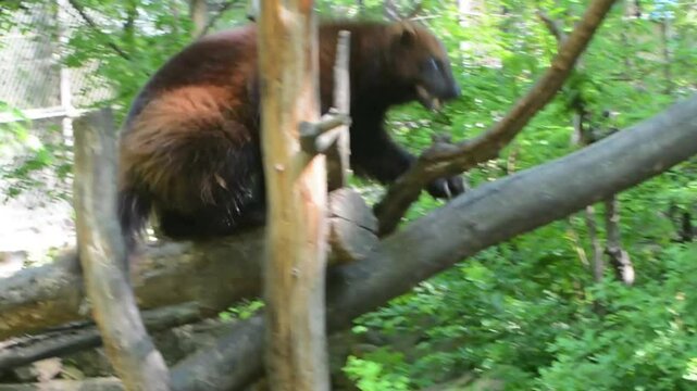 Wolverine, its scientific name is Gulo gulo