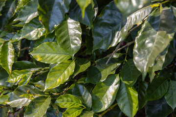 Coffee tree concept. Organic coffee berries beans. Red berry branch. coffee beans on the tree organic farming concept