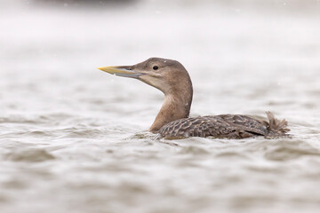 Nur białodzioby (Gavia adamsii)