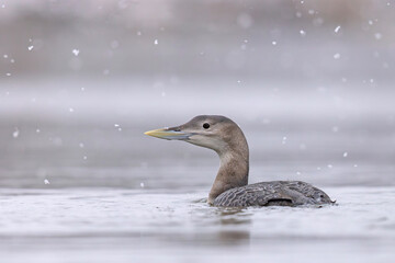 Nur białodzioby (Gavia adamsii)
