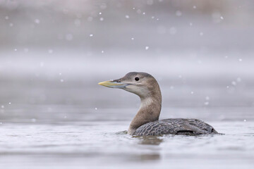 Nur białodzioby (Gavia adamsii)