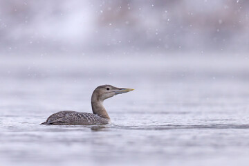 Nur białodzioby (Gavia adamsii)