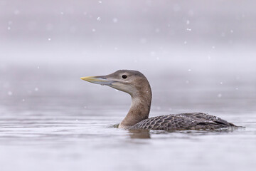 Nur białodzioby (Gavia adamsii)