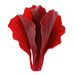 Harvesting fresh red leaf lettuce local farm food photography outdoor setting close-up healthy eating