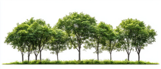 Green Canopy Row: A picturesque row of lush green trees stands tall against a clean background, creating a sense of natural serenity and harmony. Their vibrant foliage symbolizes growth, renewal.