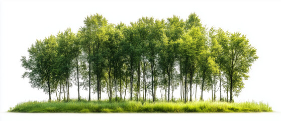 Lush Green Grove:  A vibrant image of a dense grove of trees with lush green leaves, their branches reaching towards the sky, creating a sense of natural wonder and tranquility. 