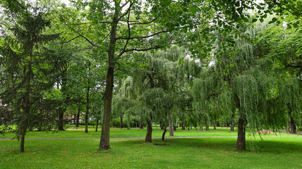 Many different green trees in the park