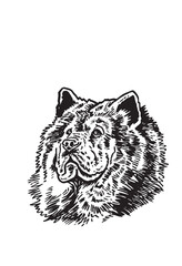 Graphical portrait of Tibetan Mastiff on white background,vector illustration
