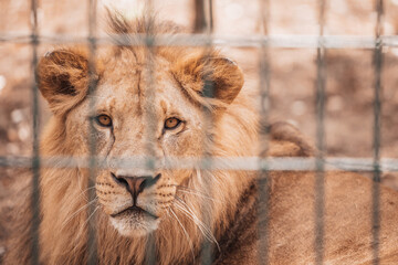 Portrait of male lion behind cage in zoo