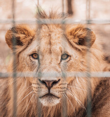 Portrait of male lion behind cage in zoo