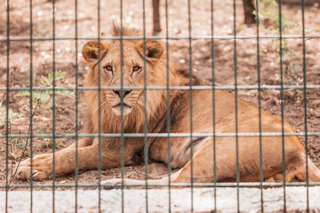 Portrait of male lion behind cage in zoo