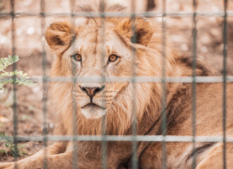 Portrait of male lion behind cage in zoo