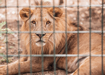 Portrait of male lion behind cage in zoo