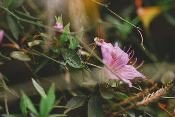 Pink Azalea in Bloom