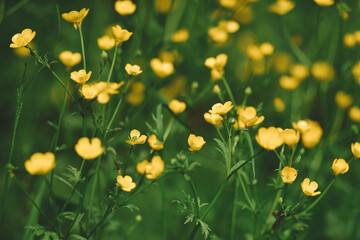 Field of Buttercups, Field of beautiful yellow flowers