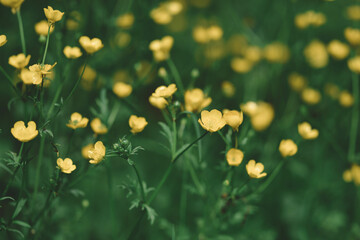 Field of Buttercups, Field of beautiful yellow flowers