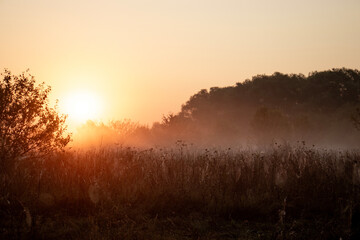 White fog on the field at dawn. Trees and foggy field at dawn morning. On the field in the early morning. Fog on the field. On the horizon are silhouettes of trees in the fog. 