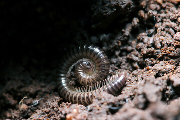 朽木と土に間の暗い隙間でトグロを巻いて冬眠するメタリック光沢が美しいフジヤスデ属の馬陸（自然環境下＋ストロボマクロ接写）