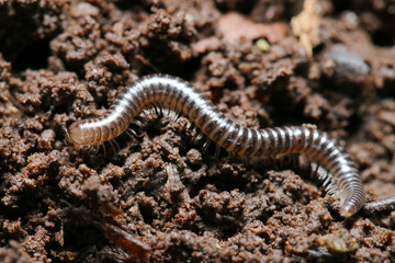 フレキシブルパイプのようなメタリック光沢が美しいフジヤスデ属の馬陸（自然環境下＋ストロボマクロ接写）