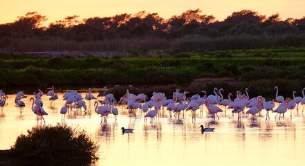 Flamingos in the Ria Formosa Natural Park, Algarve, Portugal