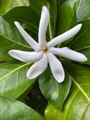 Fleur de tiaré de Tahiti