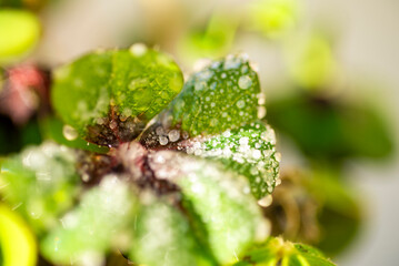 Vereistes gefrorenes vierblättriges Kleeblatt mit Reif.