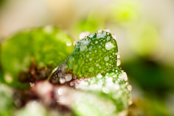 Vereistes gefrorenes vierblättriges Kleeblatt mit Reif.
