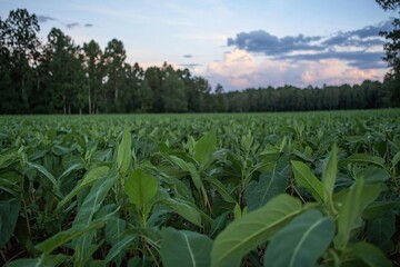 Lush Green Field of Plants at Sunset Nature Photography
