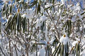 雪を被ったシャクナゲ