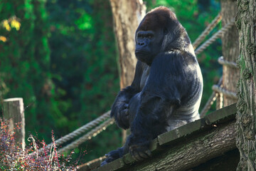 Powerful gorilla sits contemplatively on a wooden platform amidst a forested environment. The natural setting enhances the majestic presence of this primate, highlighting its strength and tranquility © Leilani