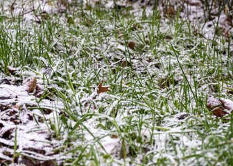 snow texture on natural snow-covered green grass
