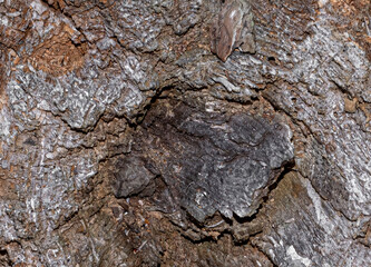 Tree bark background texture